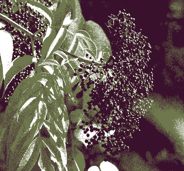 Cluster of elderberries in high-contrast sunlight