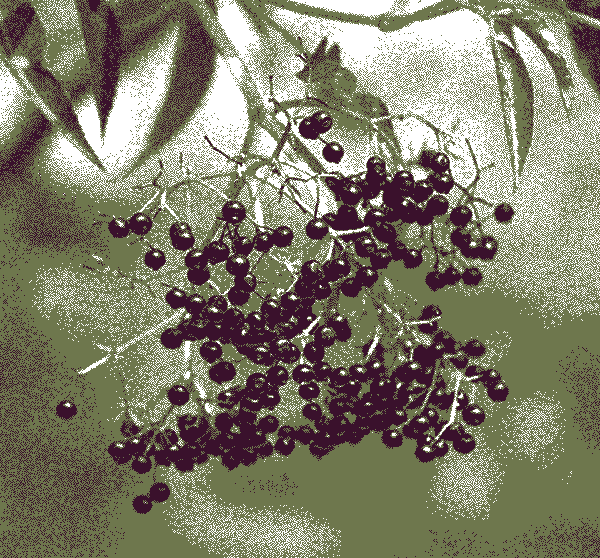 Close up of a cluster of elderberries drooping downwards, with some berries missing.