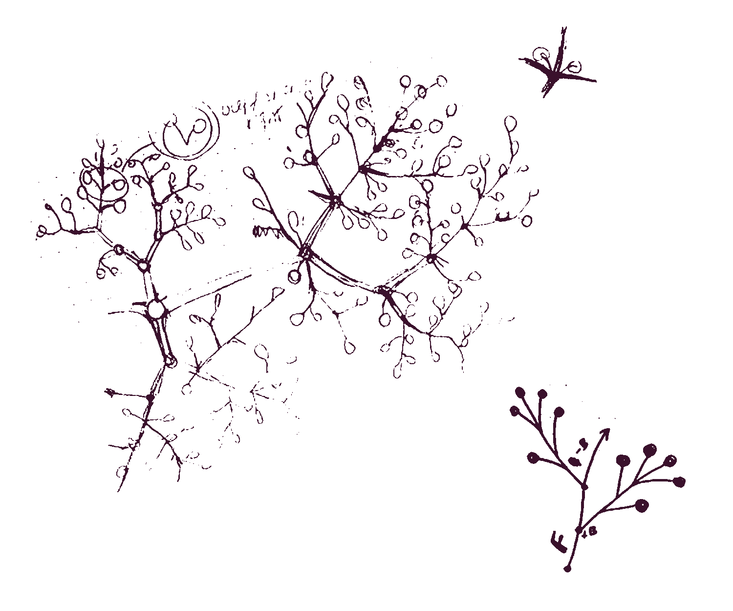 Hand-drawn sketches of elderberries